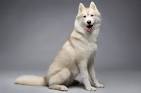 White Husky Puppies for Sale - DogsNow