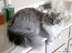 Ragdoll Cats Cat Breed Information, Pictures ...