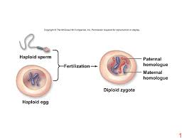 The zygote develops into a diploid sporophyte, which represents the asexual phase of the cycle. Meiosis Ii
