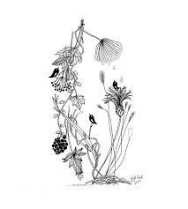 Plante Les Chosettes Illustration En Noir Et Blanc Dessin Noir Et Blanc Dessin Nature