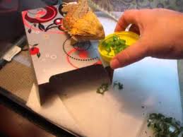 But what can bearded dragons eat and what not to feed bearded dragons? Dragon Loves Cactus Youtube