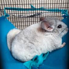 This has consisted of medical care, a spacious and clean living environment. Chinchilla For Sale Sacramento Cheap Buy Online