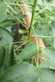 Image result for Senna floribunda