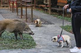 Perfect for happy hour, date night, drinks with friends and to watch all of the games. Wild Boars In Hong Kong Are They Dangerous Why Are There More Of Them Around And What Do I Do If One Attacks South China Morning Post