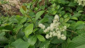 Image result for Tetracera alnifolia