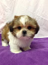 Also a lot of love and care in their new world. Shih Tzu Puppies For Sale Houston Tx 227262 Petzlover