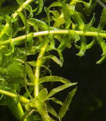 Image result for Elodea