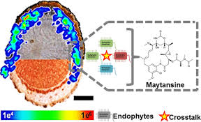 Image result for Putterlickia verrucosa