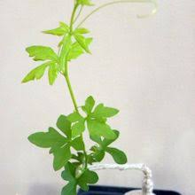 Image result for Kedrostis nana