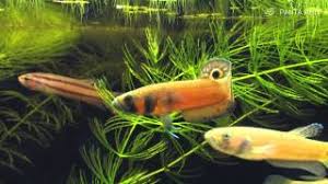 El área de distribución natural restringida de esta especie le ha llevado a ser agregado a la lista roja de la uicn de especies amenazadas, en la que está catalogado como vulnerable. Betta Macrostoma The Spotfin Betta Or Brunei Beauty
