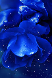 Touchn2btouched Im Blue Blue Aesthetic Blue Roses