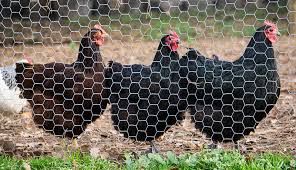 Wondering how much feed to buy at a time for your flock? The Fencing You Need To Keep Predators Out And Chickens In Hobby Farms