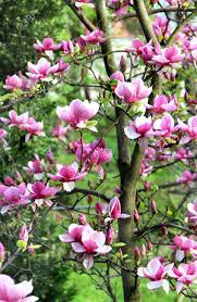 Beautiful Magnolia Trees In Bloom With Beautiful Big Flowers Flowering Trees Magnolia Trees Big Flowers
