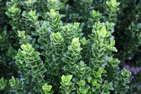 Image result for Euonymus