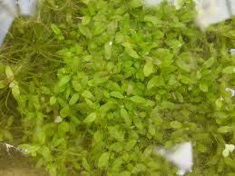 Image result for Elatine triandra