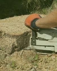 Upon initial contact, the owner came out, looked at the tree stumps that we needed to be removed and quoted a price. Stump Removal Near Me Durham Nc Durham Tree Service