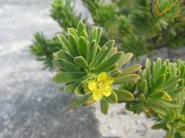 Image result for Surianaceae