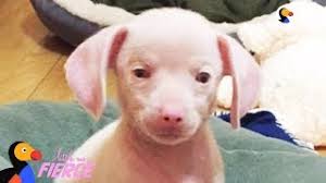 When my wife visited, this pig leaped up on her with his front legs in excitement, much as a dog does, and almost knocked her down, because, of course, he was much larger than any dog. Feisty Pink Puppy Looks Just Like A Tiny Pig Piglet The Puppy The Dodo Little But Fierce Youtube