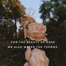 Rose Love Quotes Rose Love Quotes Rose Flower Quotes Rose Quotes