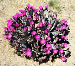Beavertail prickly pear is propagated by seeds and plant division, but. Opuntia Basilaris Wikipedia