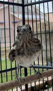 Burung Kacer Love Birds Animals Bird