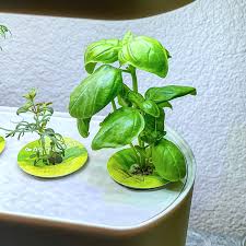 With aerogarden, gardening has never been this simple. Aerogarden Grow Guide For Beginners Sip Bite Go