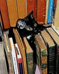cats like books too http sunnydaypublishing com books cats cats and kittens crazy cats