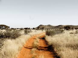 Image result for Felicia mossamedensis