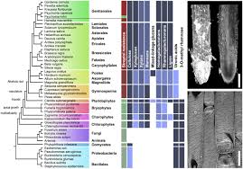 Image result for Psychotria eminiana