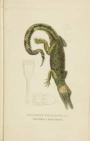 Crocodilus Biporcatus Dictionnaire Classique Des Sciences Naturelles Atlas Brussels Meline Cans Et Ce 1853 Biodivers Ilustracion Animal Animales Dibujos
