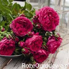 Róże z certyfikatem adr, bardzo wytrzymałe i odporne na choroby, obficie kwitnące. Roze Parkowe Sadzonki Rozeogrodowe Pl Szkolka Grzegorz Hyzy Rose Fragrant Flowers Scent Garden
