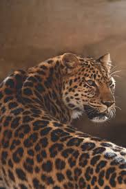Leopard 2020 Hayvan Yuzleri Hayvan Fotografciligi Buyuk Kediler