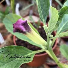 Image result for Raphionacme welwitschii