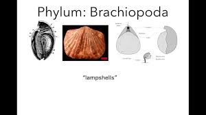 Image result for Lophiocarpaceae