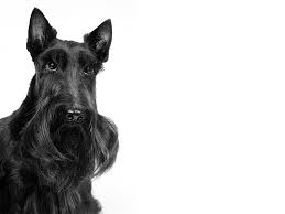 Image result for scottish terrier