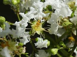 Myrtle flowers & gifts proudly serves toledo and the surrounding areas. Myrtle Flower Tree Types How To Grow And Care For Beginners Florgeous