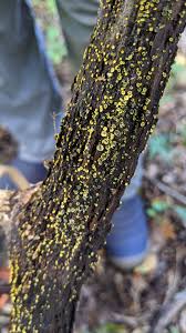 Image result for Chlorosplenium chlora