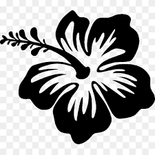 Aksi bunga main drum dengan menutup mata | hitam putih (03/02/20) part 5. Hibiscus Hawaii Png Pngwing