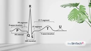 Image result for P Wave