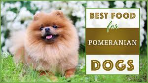 9 best healthiest dog food for pomeranians in 2019