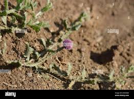 Image result for Sphaeranthus gomphrenoides