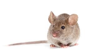 Rentokil pci provides the best pest control services for both homes and businesses across india. Pest Control Services In Mt Kisco Ny 10549 Westchester County Ny
