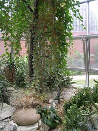 Image result for Gerrardanthus lobatus