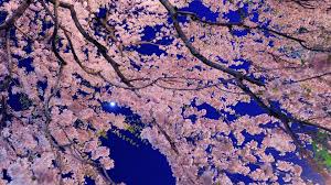 красивые картинки на рабочий стол компьютера на весь экран сакура Oboi 1920x1080 Vesennie Cvety Foto Oboi Vesna 1920h1080 Hd Skachat