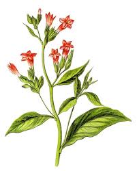 Image result for Nicotiana tabacum