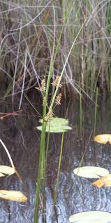 Image result for Cyperus latifolius