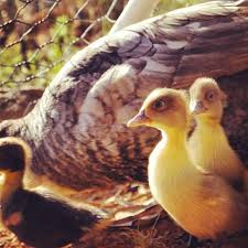 Muscovy Ducks A Great Homesteading Breed Milkwood