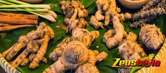 Kunyit sudah lama dikenal di masyarakat kita sejak jaman dahulu kala. Jamu Ayam Bangkok Untuk Meningkatkan Performa Bertarung Zeusbola