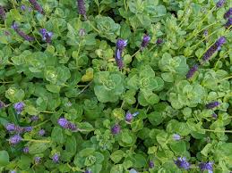 Image result for Plectranthus elegans