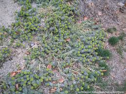 It is a garden ornamental that escaped cultivation and has spread to natural areas. Washington State Noxious Weed Control Board